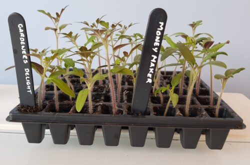 Tomato Plug Plants Online