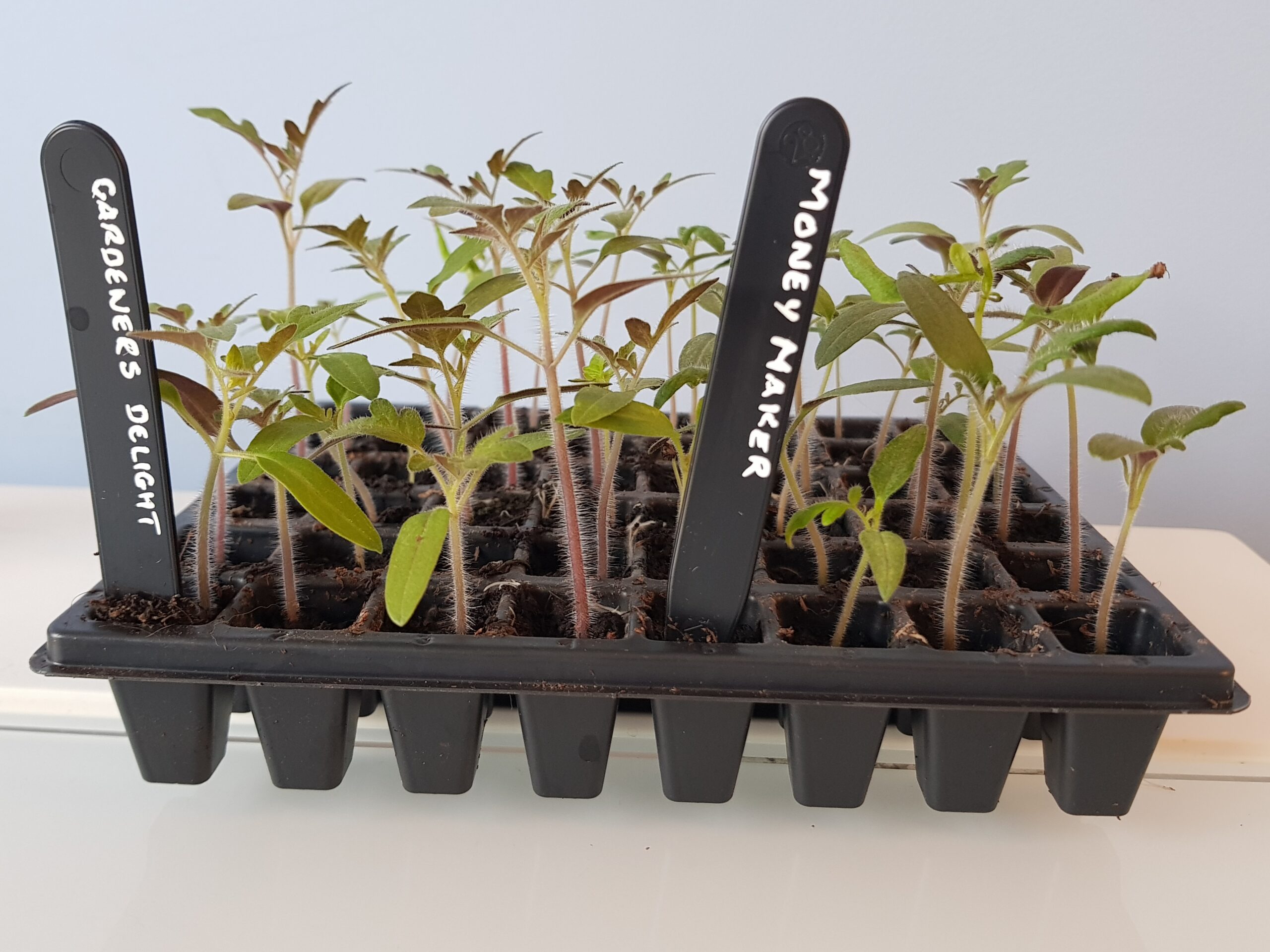 Tomato Plug Plants For Sale Uk